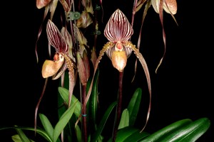 Paphiopedilum Saint Swithin'Landrix' HCC/AOS 77 pts.